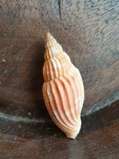 Volutidae lyria coquillage d'occasion  Villefranche-sur-Mer