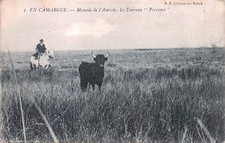 Camargue manade amaree d'occasion  France