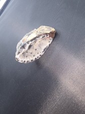 Rare natural agate for sale  Ocala
