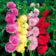 Plug plants hollyhock for sale  BANBRIDGE