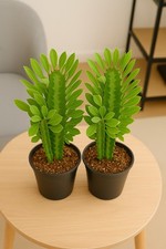 Pack .euphorbia trigona for sale  Homestead