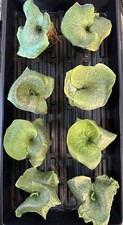 Platycerium grande staghorn for sale  Eugene