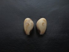 elk ivory teeth for sale  Loveland