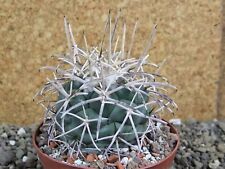 5k9 Coryphantha poselgeriana valida El Hundido, Coah. Pote XL 9 cm, usado comprar usado  Enviando para Brazil