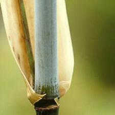 Borinda angustisima bamboo for sale  Eugene