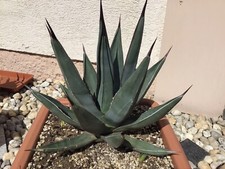 Agave nigra sharkskin gebraucht kaufen  Nünchritz