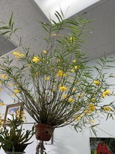 Orchid dendrobium hancockii for sale  Houston