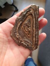 Morceau bois fossilisé d'occasion  France