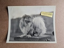 Old vintage photo for sale  BARNOLDSWICK