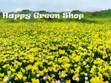 British wild flower for sale  DONCASTER