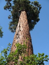 Sequoiadendron giganteum seeds for sale  CAMBORNE
