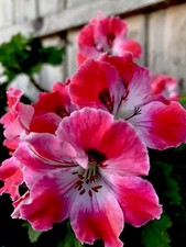 Geranium reddish pink for sale  San Jose