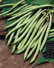 Vegetable climbing french for sale  WREXHAM