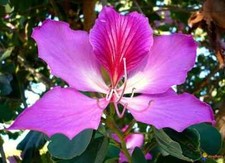 Bauhinia variegata purpurea gebraucht kaufen  Wuppertal