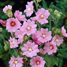 Lavatera rosea tree for sale  GLASGOW
