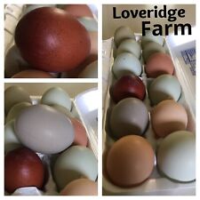 Barn yard hatching for sale  Garden Prairie