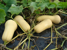 Waltham butternut winter for sale  Deltona