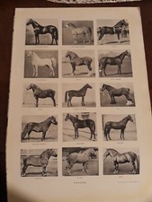 Cavalli lipizzano pony usato  Collazzone