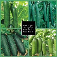 Set cucumber plug for sale  LONDON