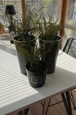 Kunstpflanze gras 3er gebraucht kaufen  Freudenberg