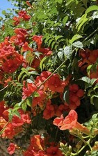 Trumpet vine bare for sale  Maxton