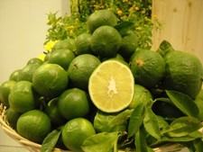 Bergamotto fresco area usato Bergamotto fresco area usato  Staiti