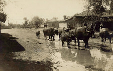 Buffalo vintage print d'occasion  Expédié en Belgium