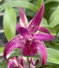 Dendrobium victorian jazz for sale  Bogalusa