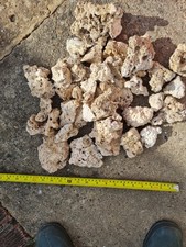 4kg live marine for sale  DONCASTER