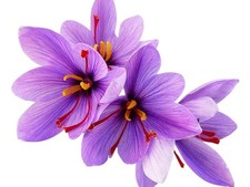 100 crocus sativus for sale  Derby