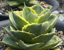 Agave tinkerbell variegated usato  Taurisano