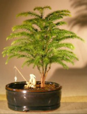 Norfolk island pine for sale  Patchogue