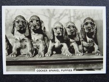 Cocker spaniel puppies for sale  UK