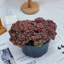 Echeveria zester crested for sale  Northport