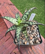 aloe beautiful plants vera for sale aloe beautiful plants vera for sale Austin