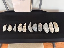 Lot gray oyster for sale  Thomasville