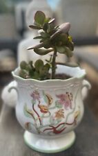 Jade plant white for sale  Henderson