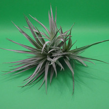 Tillandsia super silver for sale  POOLE