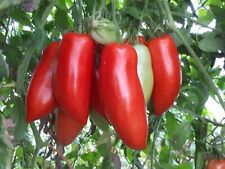 Graines tomate andine d'occasion  Cahors