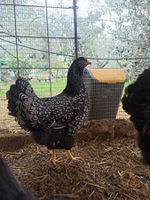 Uova feconde barnevelder usato  Priolo Gargallo