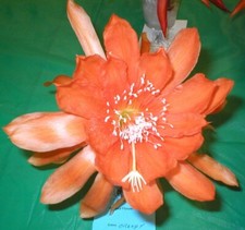 Epiphyllum orchid cactus for sale  Fremont