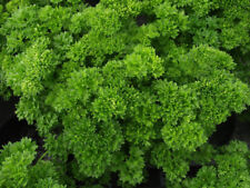 Triple moss curled for sale  Deltona