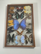 Real butterfly moth for sale  Denton
