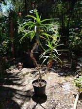 Aloe ciliaris pianta usato  Caronia