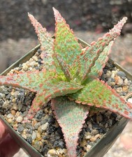Aloe table top for sale  Encinitas