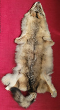 Tanned coyote pelt for sale  Stillwater