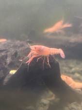 Live pink sakura for sale  Platte City