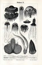 1901 antica stampa usato  Pescara