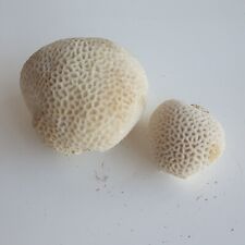 Tete corail cerveau d'occasion  France
