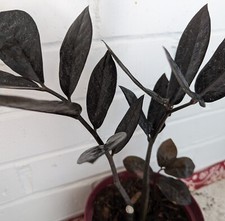 Plant black raven for sale  Lakeland